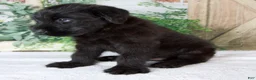 Giant Schnauzer dogs for sale: Kenny - Ad 3