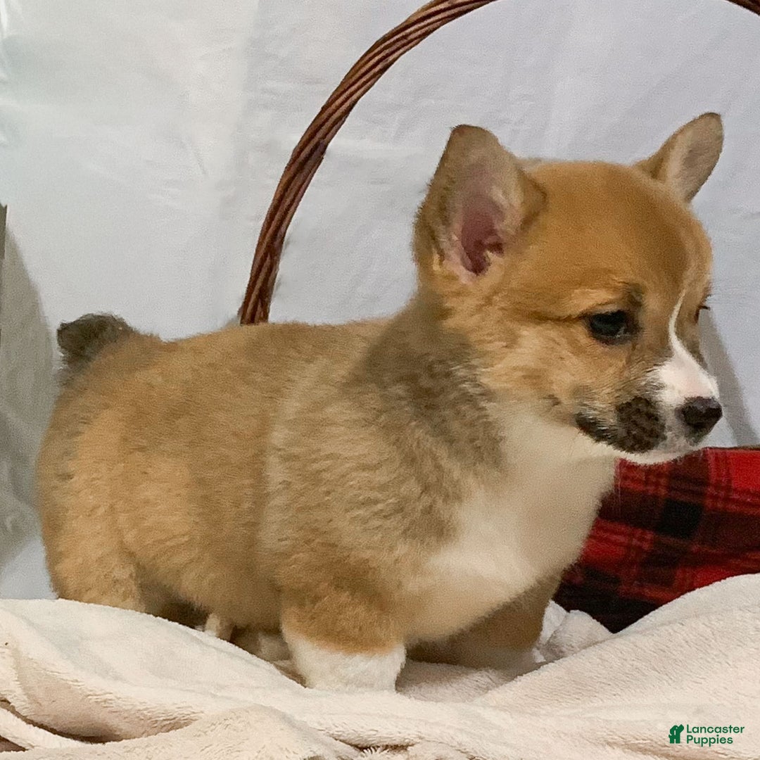 Welsh Corgi Pembroke dogs for sale: Bella - Ad 3
