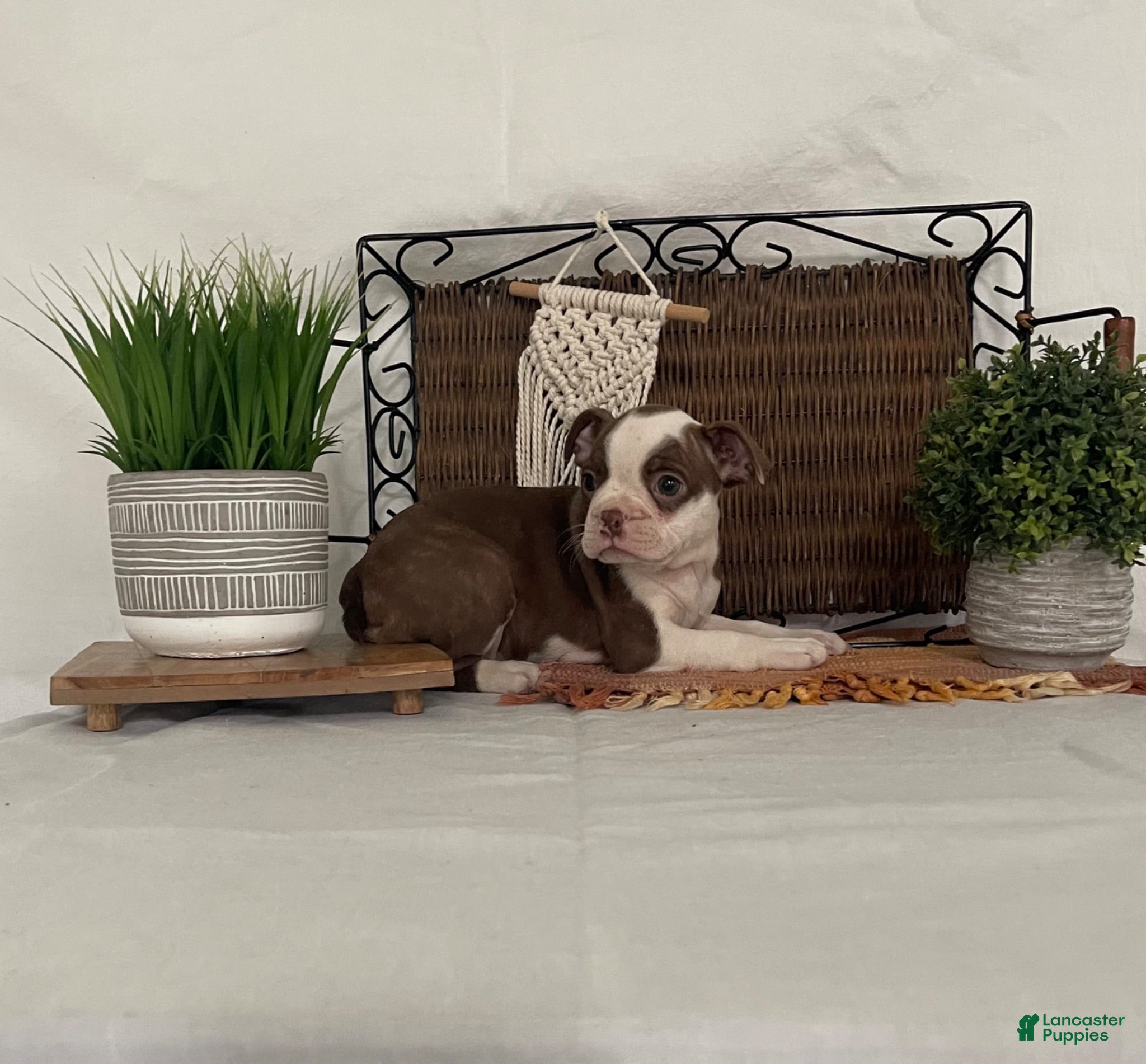Boston Terrier dogs Dena - Ad 2