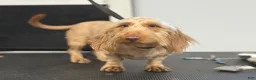 Miniature Dachshund dogs for sale: SILKY  Red/cream girl - Ad 9