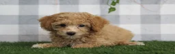 Miniature Poodle dogs for sale: Oakley - Ad 3
