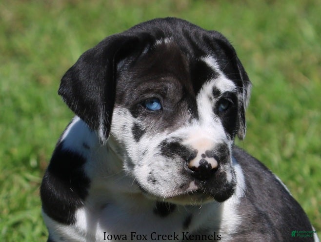 Great Dane dogs Emily - Ad 13