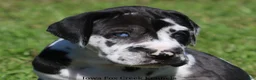 Great Dane dogs for sale: Emily - Ad 1