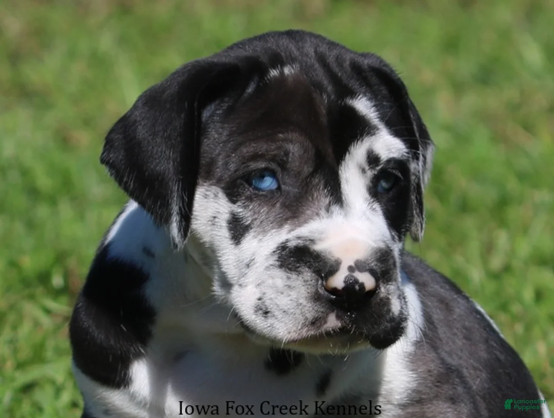 Great Dane dogs for sale: Emily - Ad 1