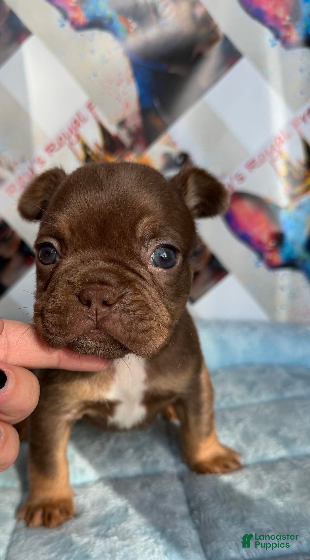 French Bulldog dogs for sale: Pumpkin - Ad 5