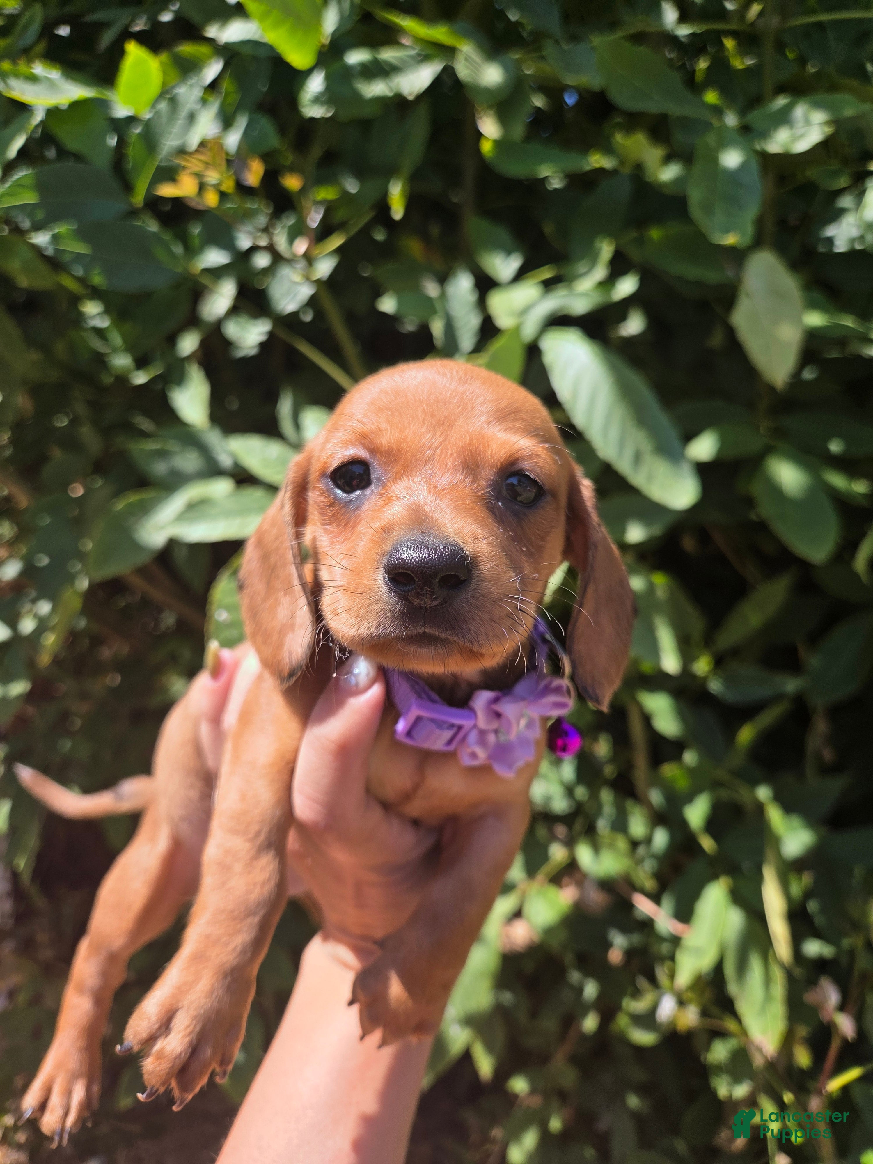 Dachshund dogs Dachshund 5 - Ad 9