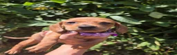 Dachshund dogs for sale: Dachshund 5 - Ad 1