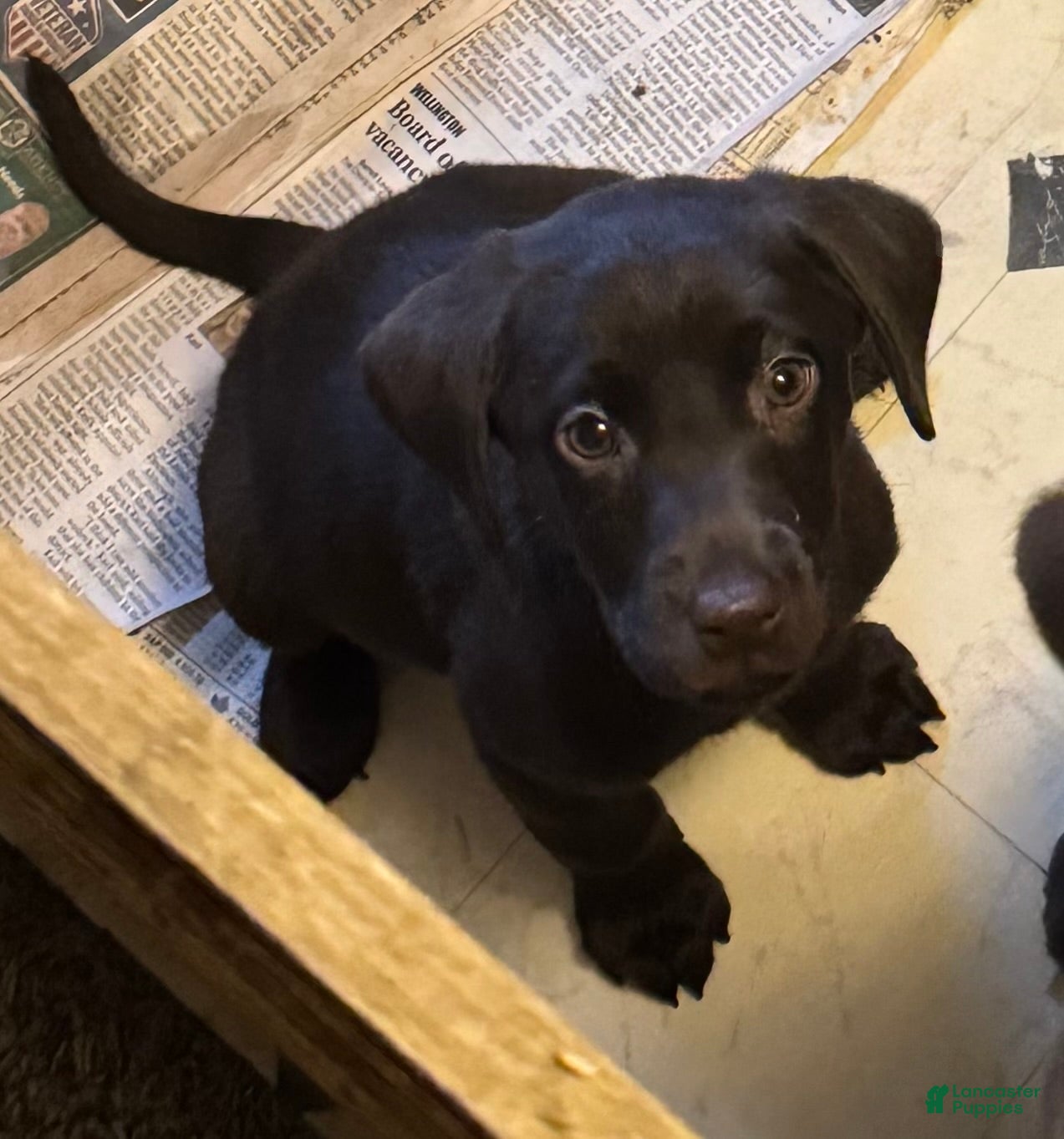 Labrador Retriever dogs Labrador Retriever yellow - Ad 26