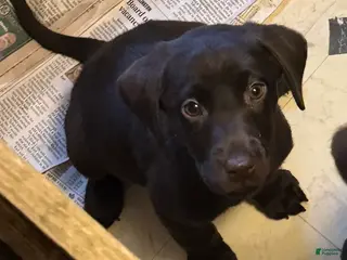 Labrador Retriever dogs Labrador Retriever yellow - Ad 26