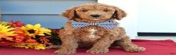 Standard Poodle dogs for sale: Mickey  - Ad 5
