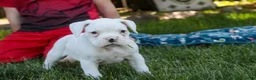 Boxer dogs for sale: Darius - Ad 7