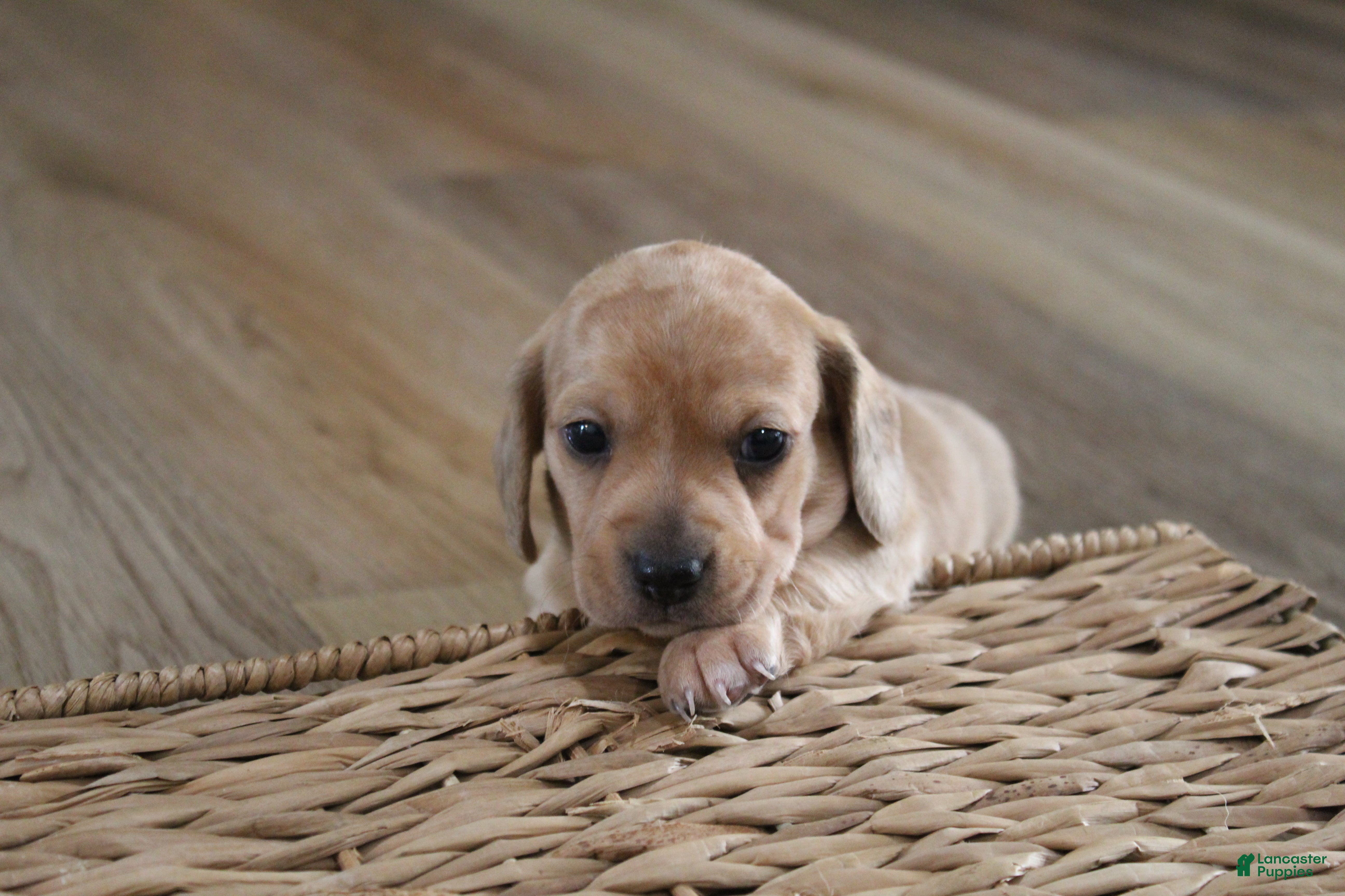 Miniature Dachshund dogs Buddy - Ad 26