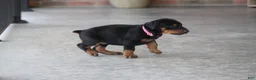 Doberman Pinscher dogs for sale: Sadie - Ad 4