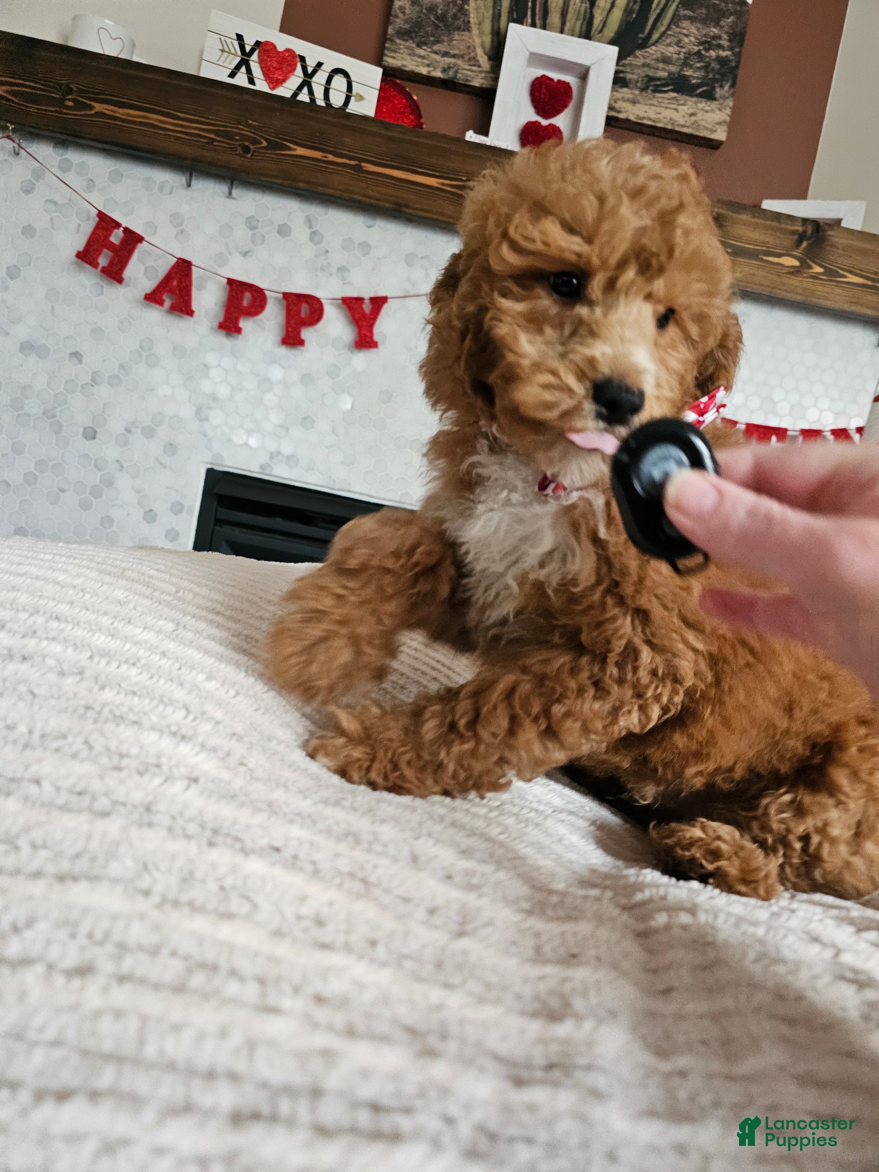 Mini Goldendoodle dogs Arrow - Ad 2