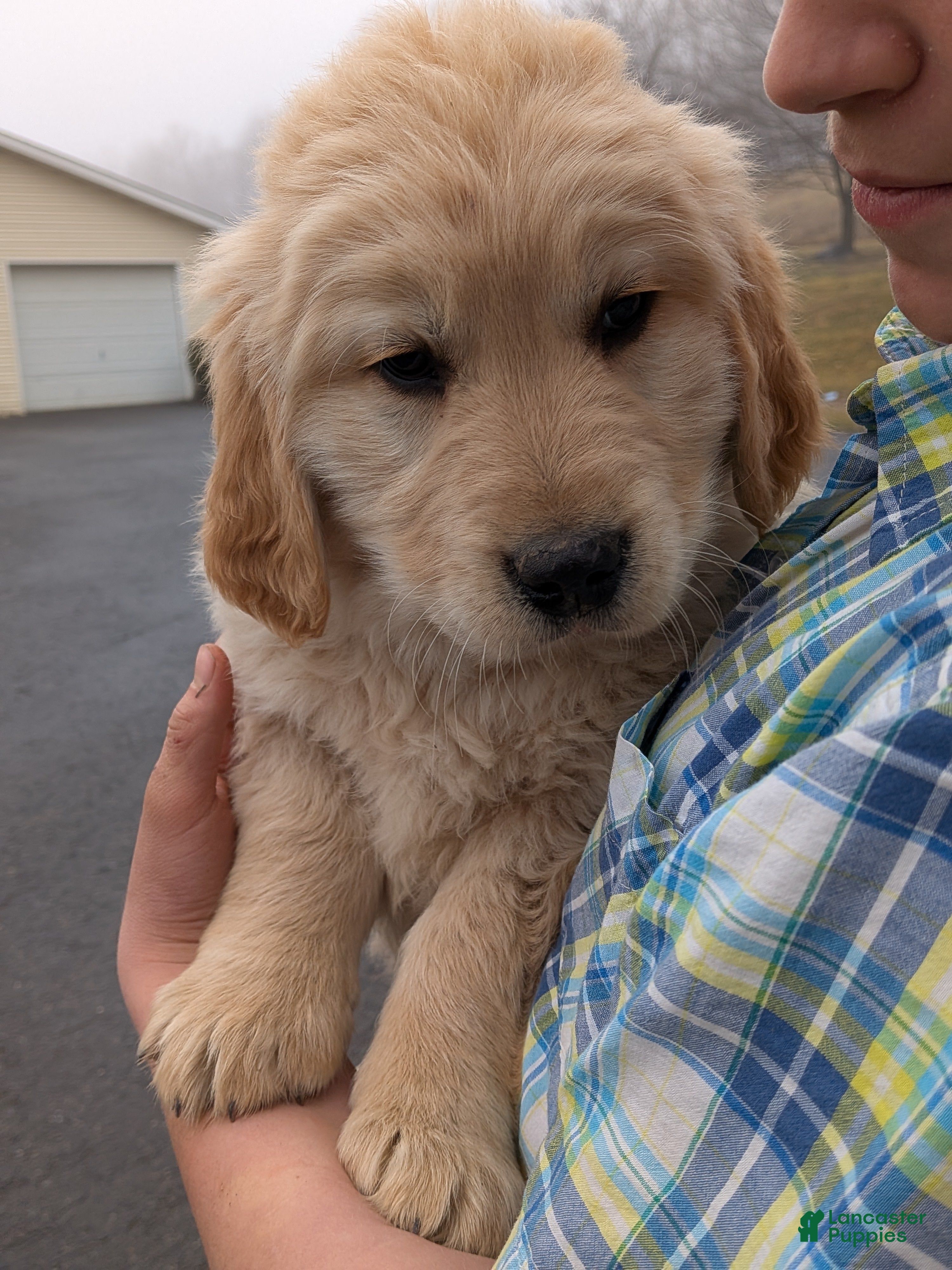 Golden Retriever dogs Courage - Ad 1