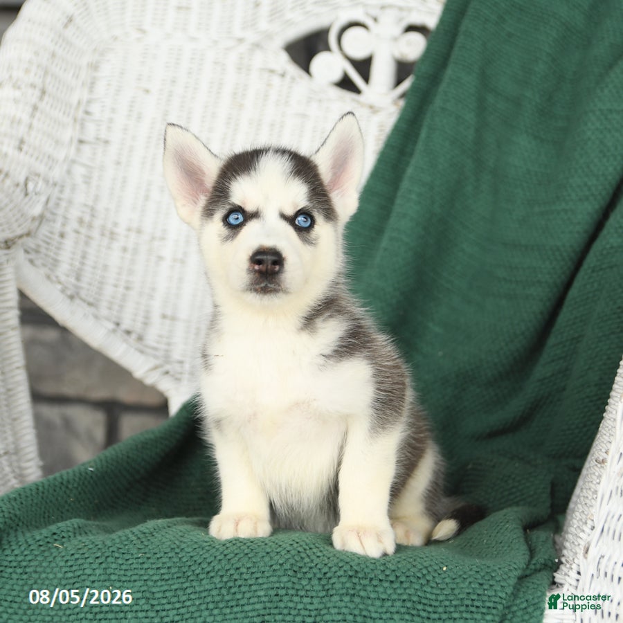 Siberian Husky dogs Vivian - Ad 1