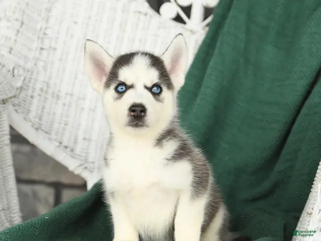 Siberian Husky dogs for sale: Vivian - Ad 2