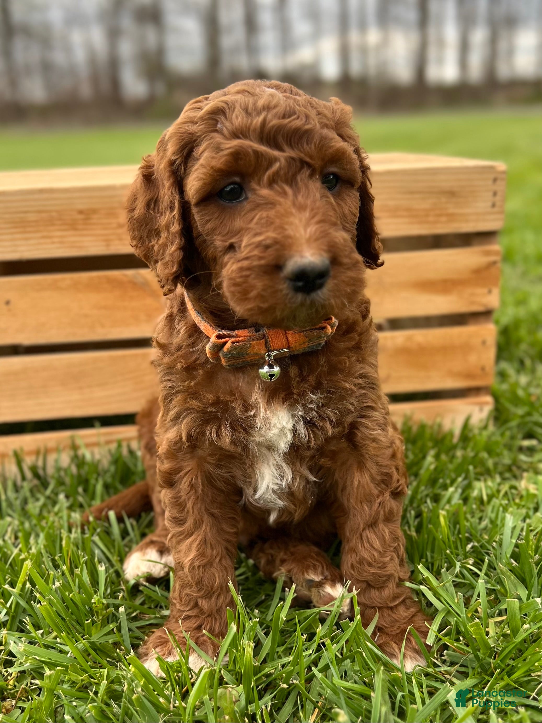 Irish Doodle dogs Roscoe - Ad 2