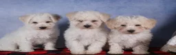 Bichon Frise dogs for sale: Dakota - Ad 19