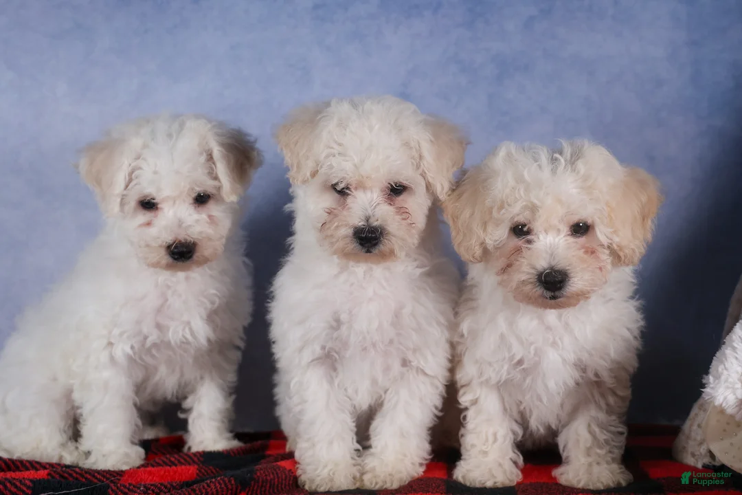Bichon Frise dogs for sale: Dakota - Ad 19