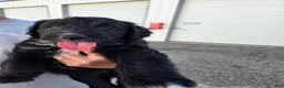 Mixed Breed dogs for sale: Take Me Home and Rename Me! - Ad 1