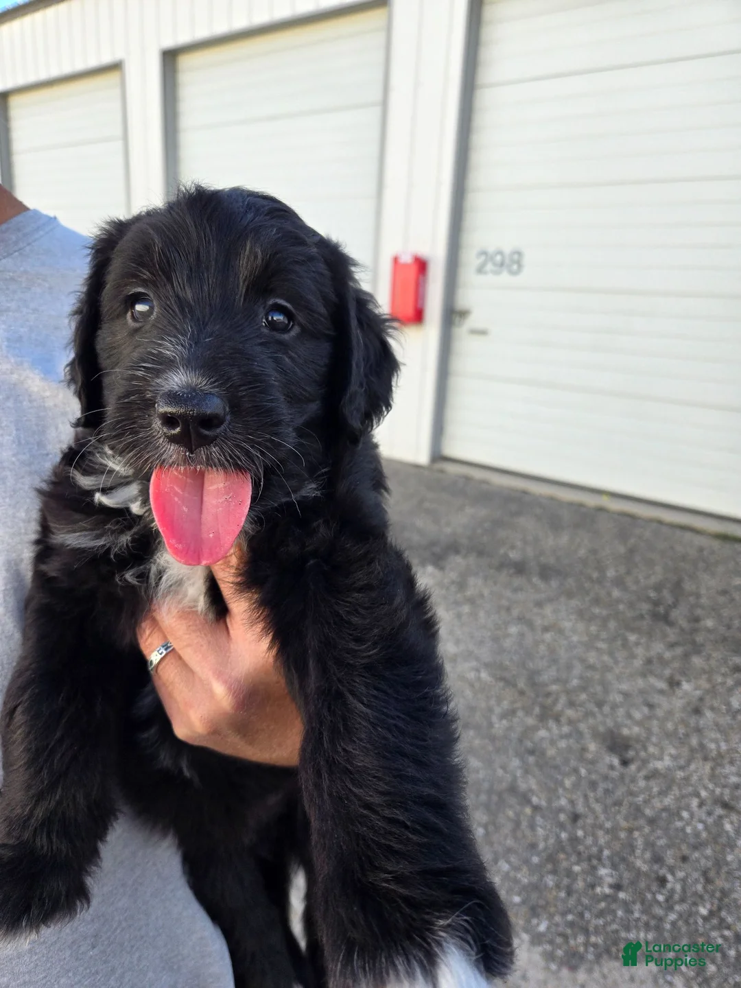 Mixed Breed dogs for sale: Take Me Home and Rename Me! - Ad 1