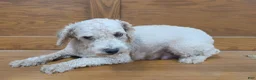 Miniature Poodle dogs for sale: Willow - Ad 10