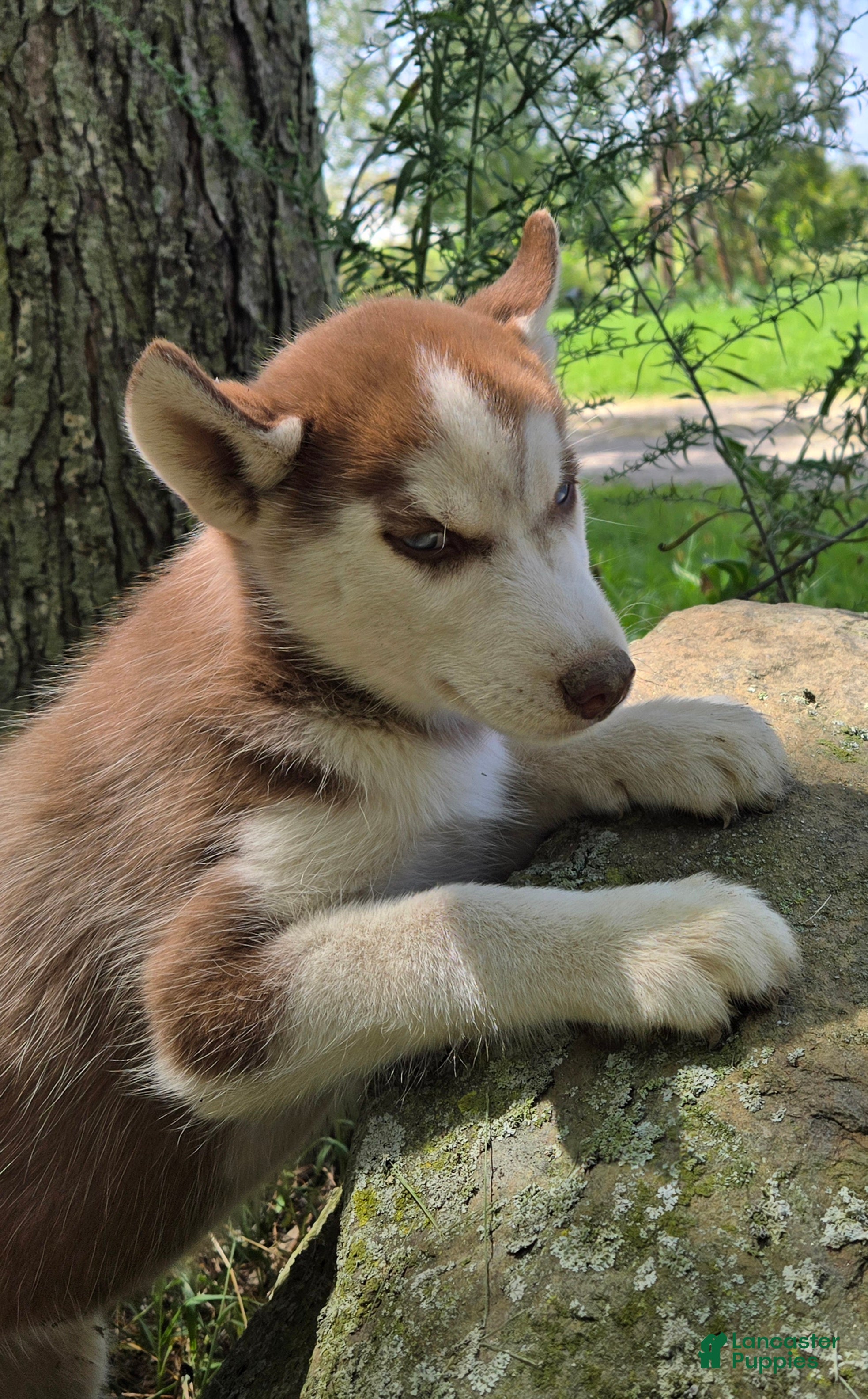 Siberian Husky dogs Olivia - Ad 2