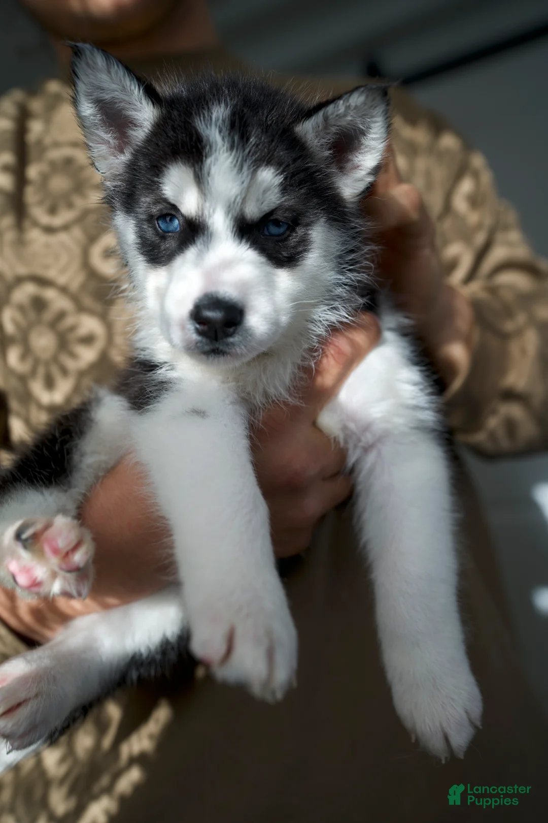 Mixed Breed dogs for sale: Aurora - Ad 1