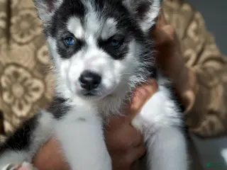 Mixed Breed dogs Aurora - Ad 29