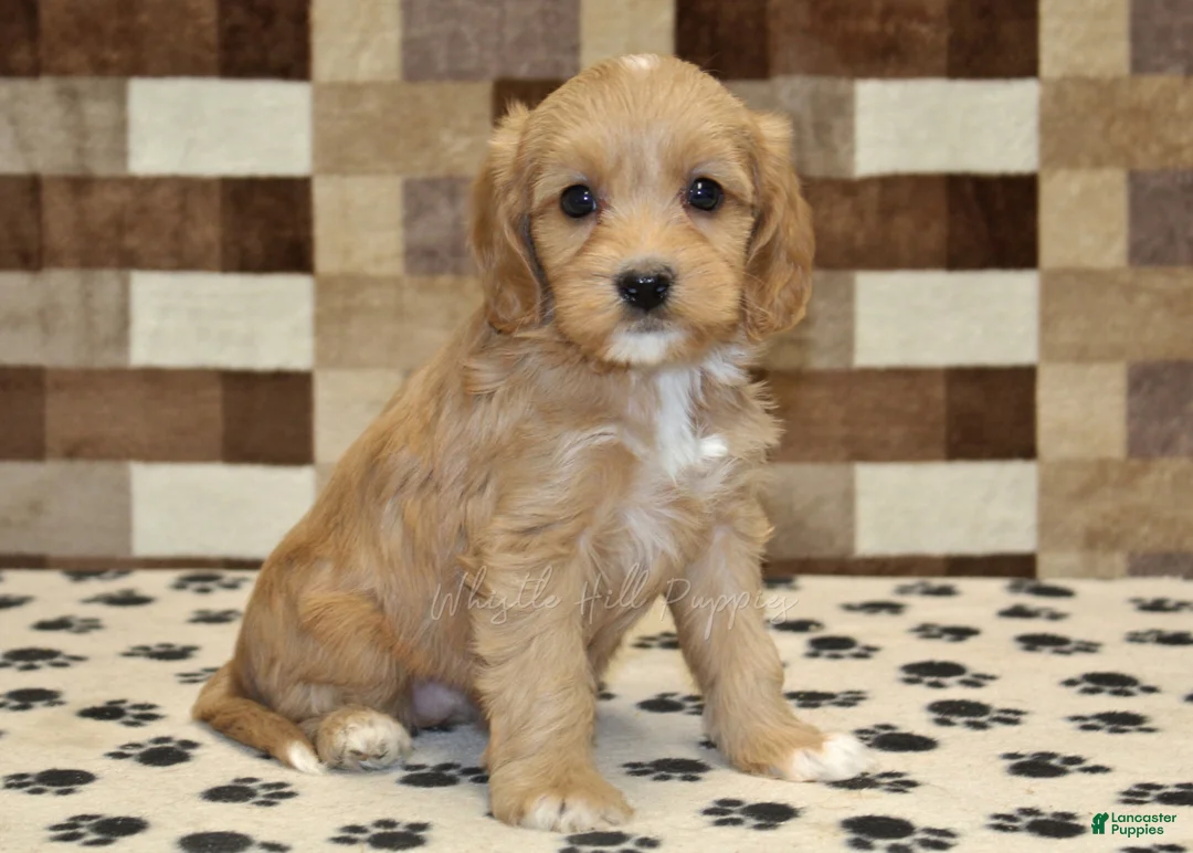 Mixed Breed dogs for sale: Macy - Ad 1