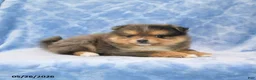 Pomeranian dogs for sale: Shayla - Ad 3