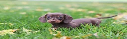 Miniature Dachshund dogs for sale: Lilly - Ad 9