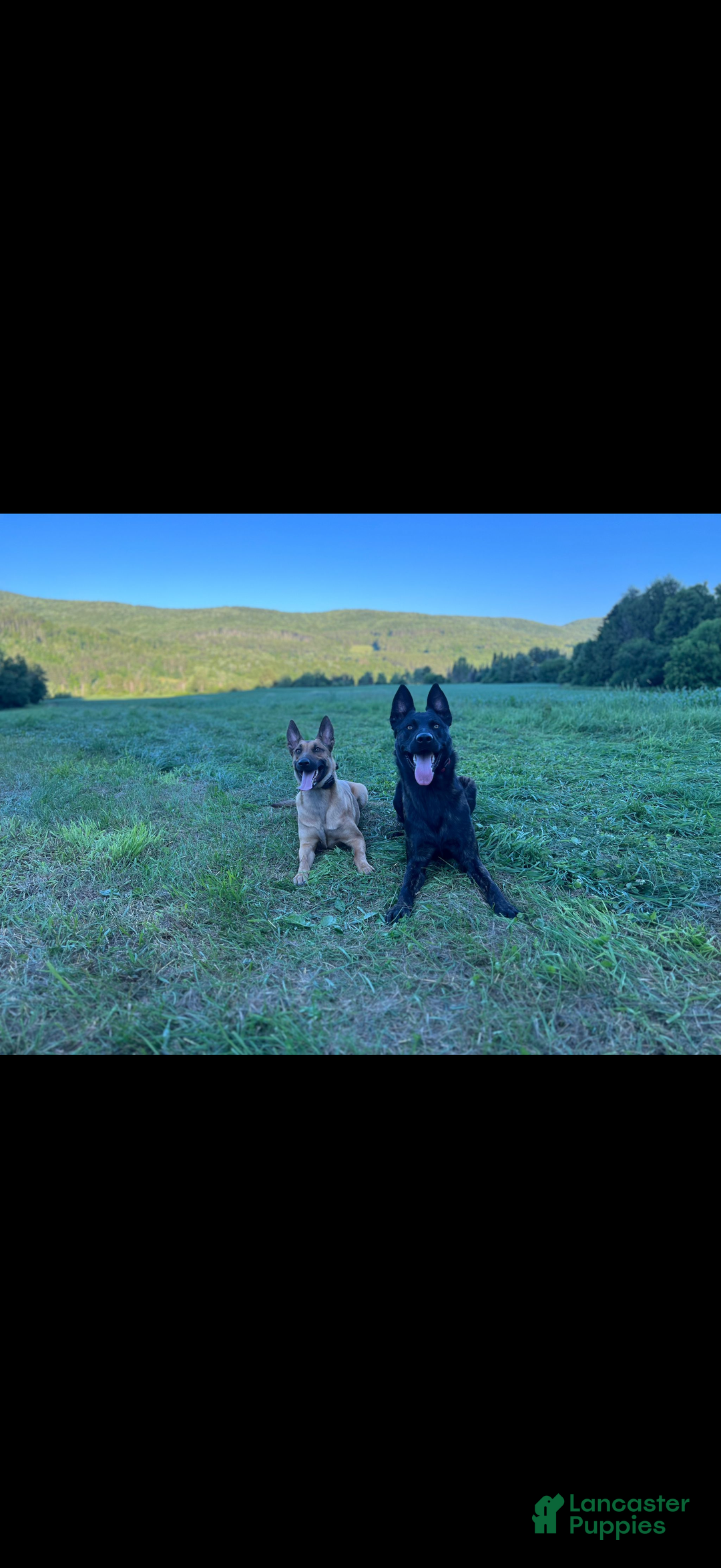 Mixed Breed dogs for sale: Red Collar- Female Fawn - Ad 8