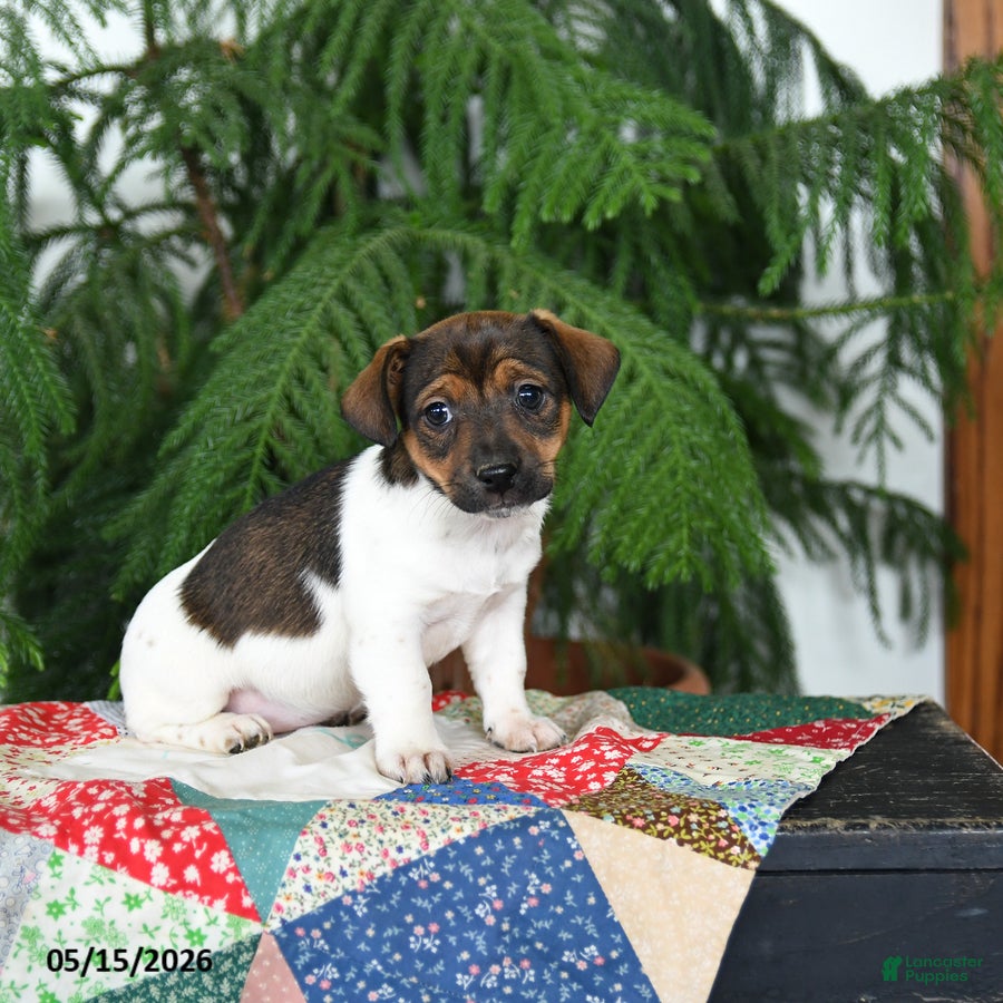 Jack Russell Terrier dogs Bubbles - Ad 2