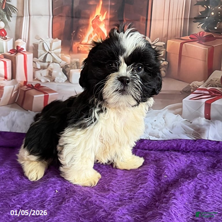 Shih Tzu dogs for sale: Peanut  - Ad 3