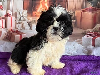 Shih Tzu dogs Peanut - Ad 2