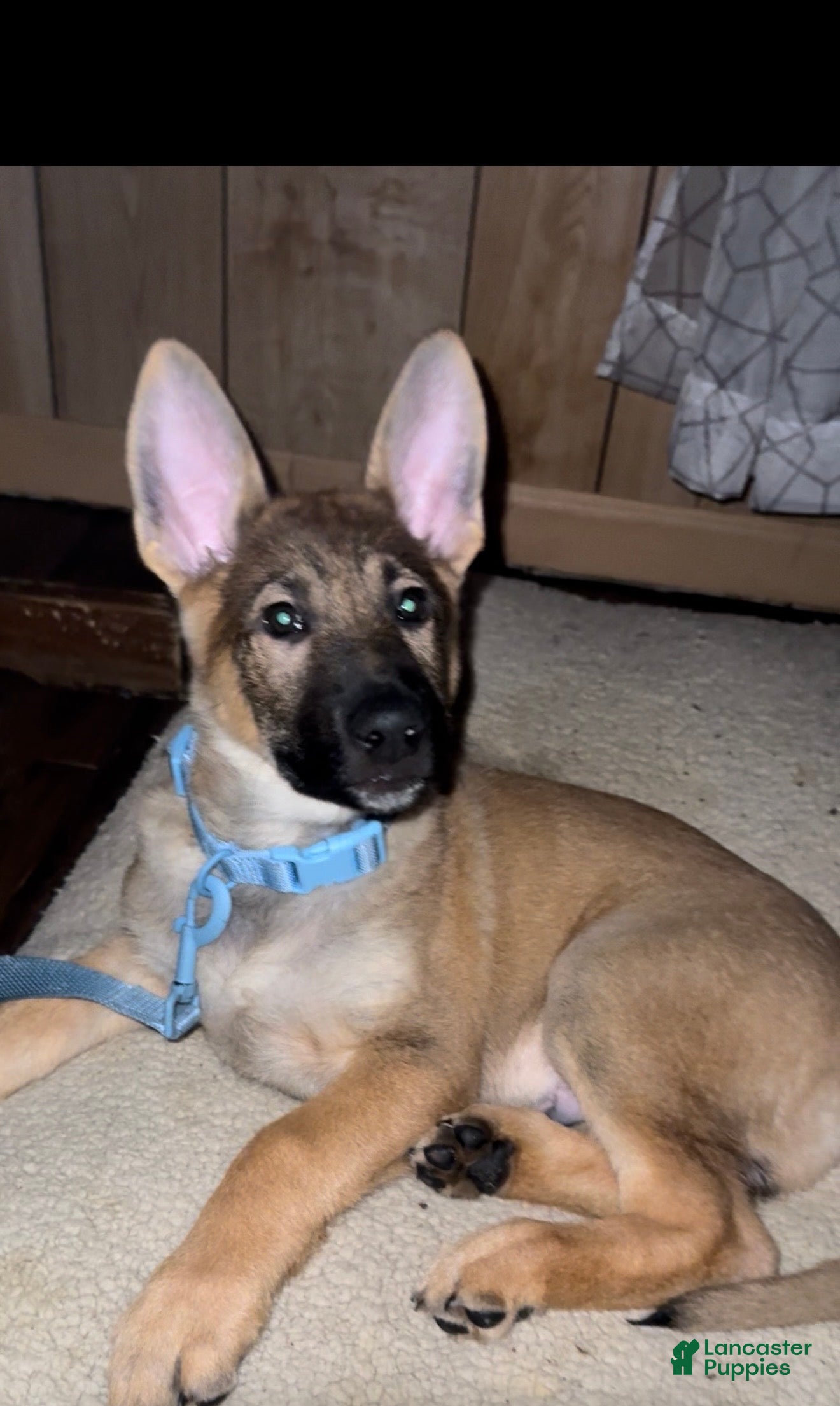 German Shepherd dogs German Shepherd Puppy 1 - Ad 9