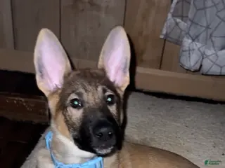 German Shepherd dogs German Shepherd Puppy 1 - Ad 17