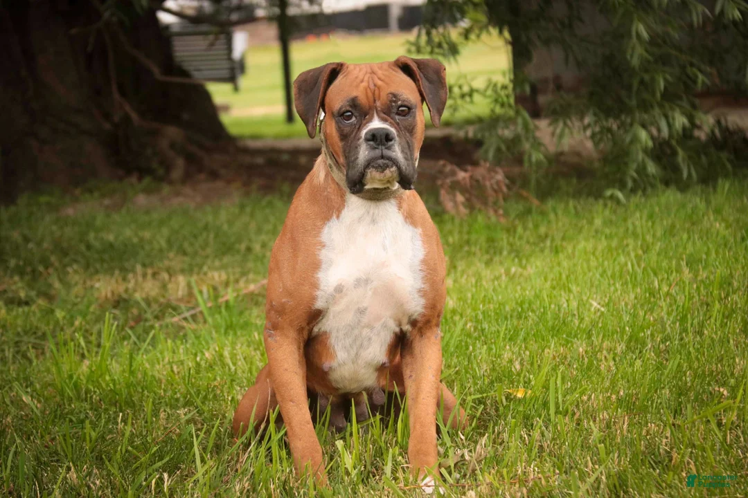 Boxer dogs for sale: Tressa - Ad 10