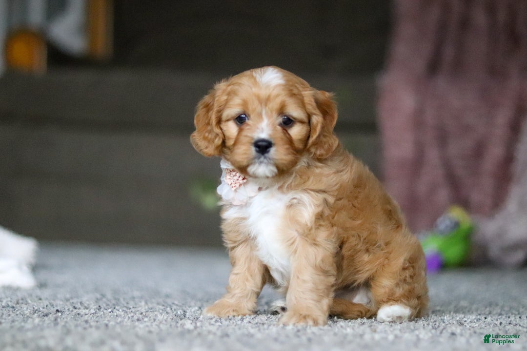 Cavalier King Charles Spaniel dogs for sale: Callie - Ad 3