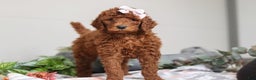 Standard Poodle dogs for sale: Winnie AKC - Ad 4