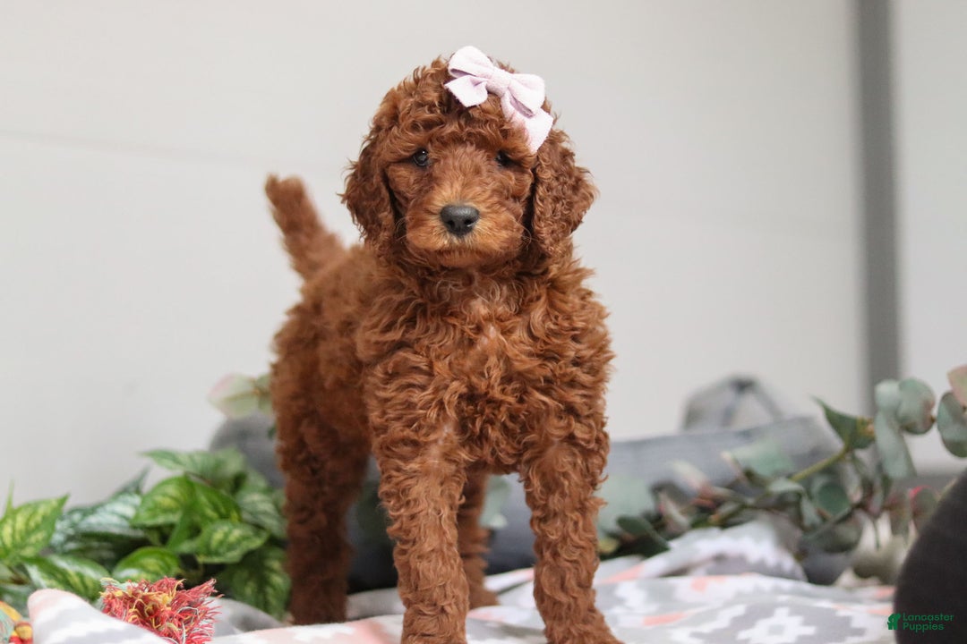 Standard Poodle dogs for sale: Winnie AKC - Ad 4