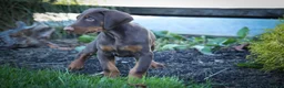 Doberman Pinscher dogs for sale: MASTER - Ad 17