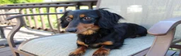 Miniature Dachshund dogs for sale: Kenzi - Ad 14