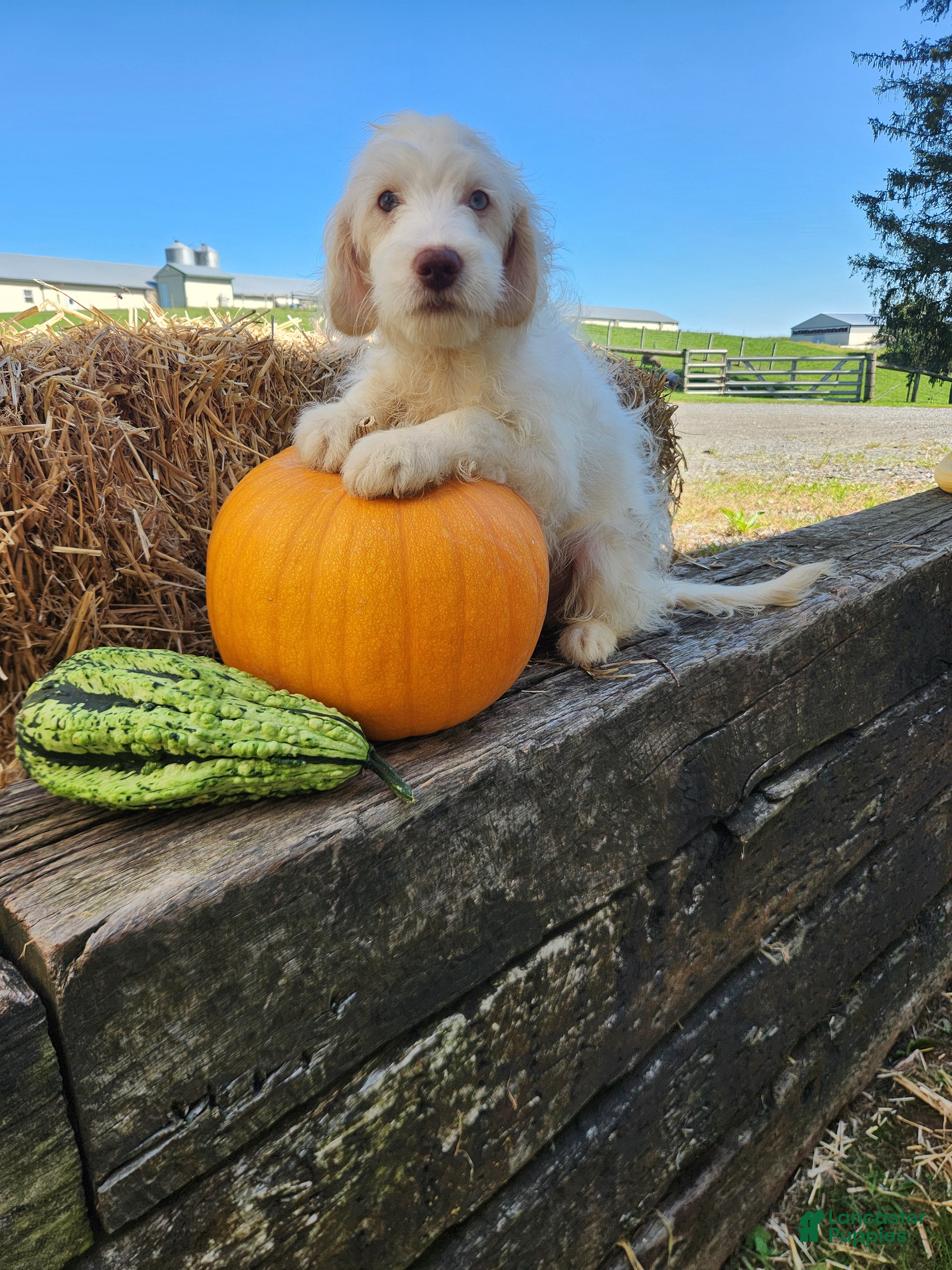 Cockapoo dogs Marshmallow - Ad 1