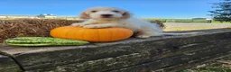 Cockapoo dogs for sale: Marshmallow - Ad 1