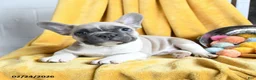 French Bulldog dogs for sale: Lumiere - Ad 2