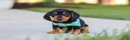 Miniature Dachshund dogs for sale: Luca - Ad 1