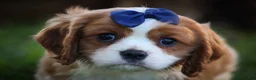 Cavalier King Charles Spaniel dogs for sale: Patches💙 - Ad 1